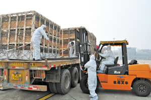 千只美国原种猪乘包机抵达，每只进价约2万，装卸采用金属带